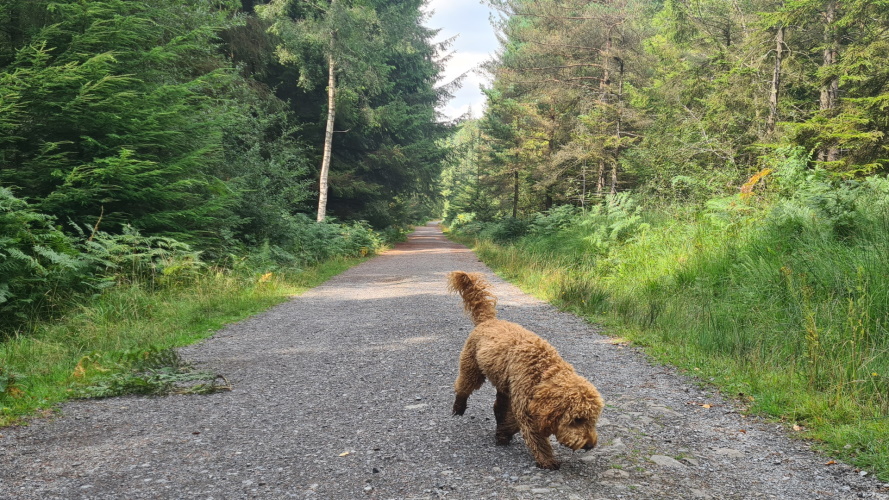 Dog walking at Haldon Forest Park